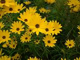 Helianthus Golden Pyramid 